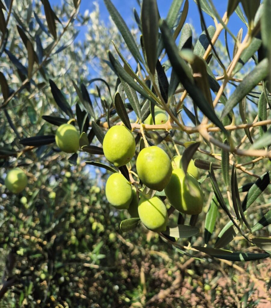 Madama Oliva: torna la campagna “Olive Novelle“, i frutti freschi della raccolta 2026/27